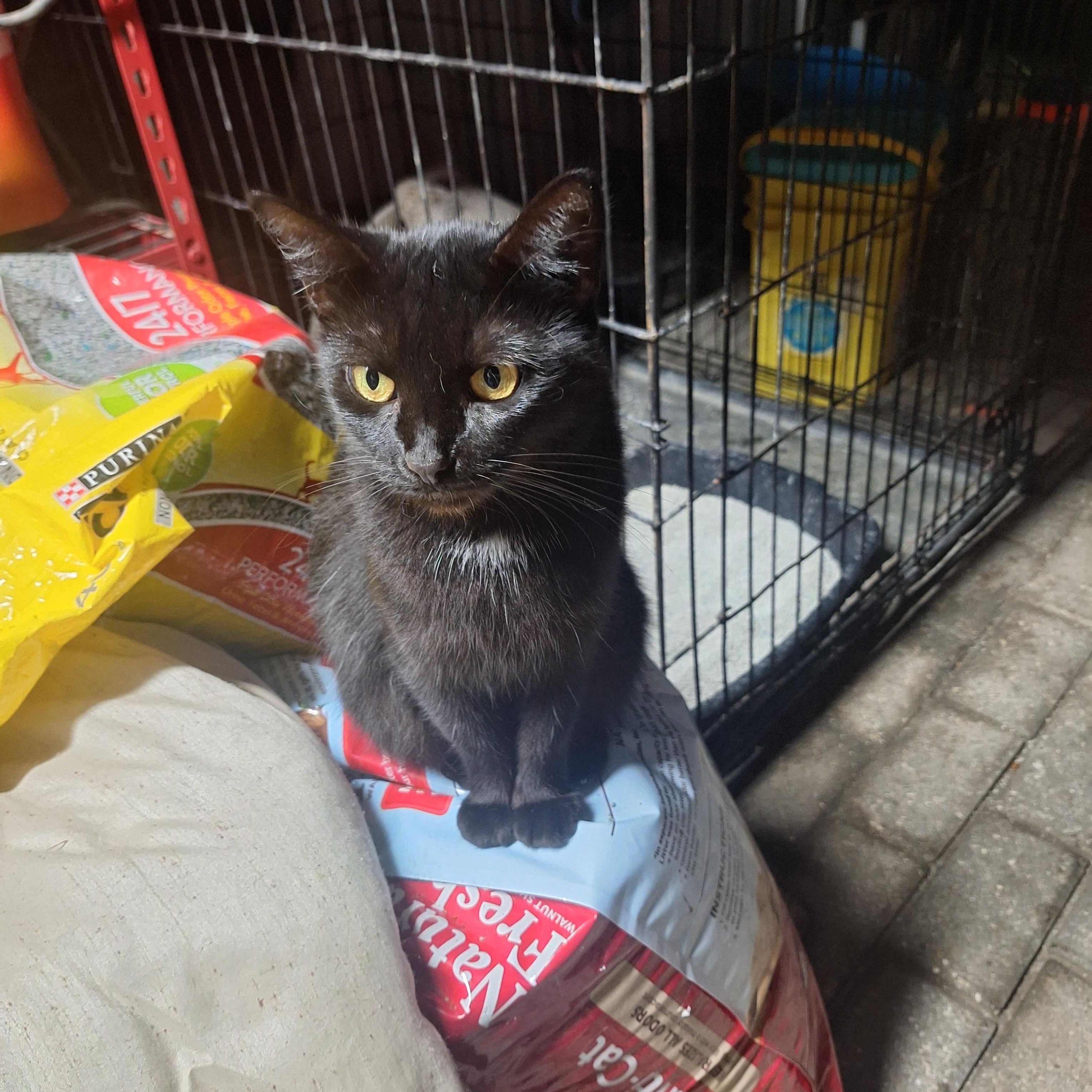 Enlarge Sable, a Adoptable Egyptian Mau in Polk city, FL image 1/1