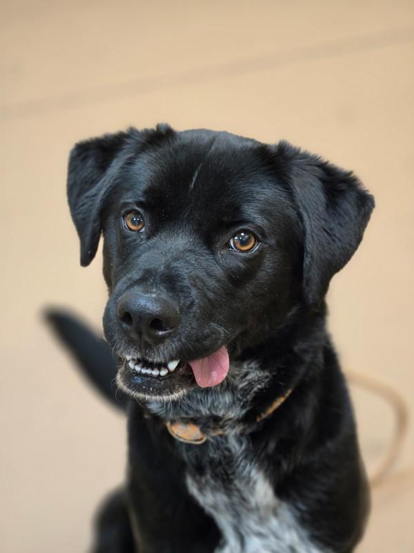 Topeka, Adoptable, Young Female Border Collie.