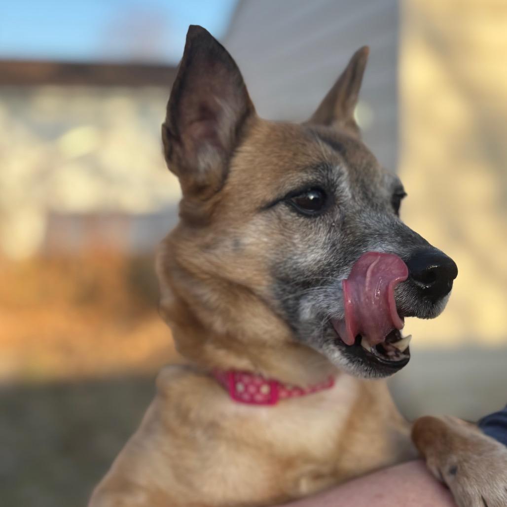 Enlarge Vivi, a Adoptable mixed breed in Rochester, MN image 1/6
