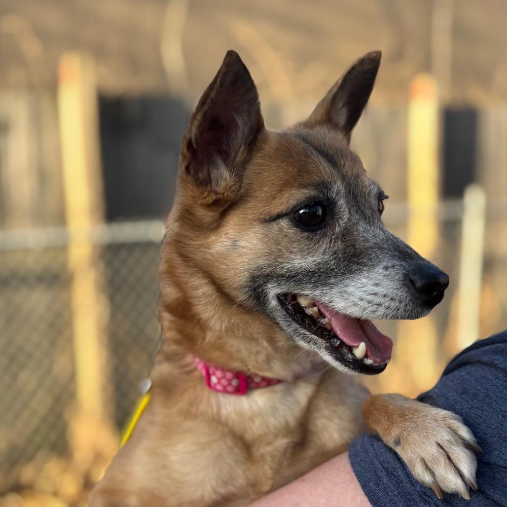 Enlarge Vivi, a Adoptable mixed breed in Rochester, MN image 2/6