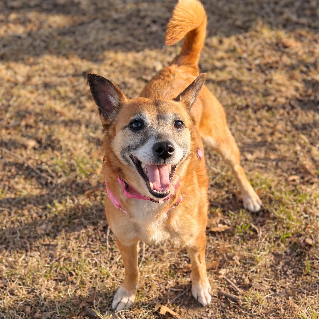 Enlarge Vivi, a Adoptable mixed breed in Rochester, MN image 3/6