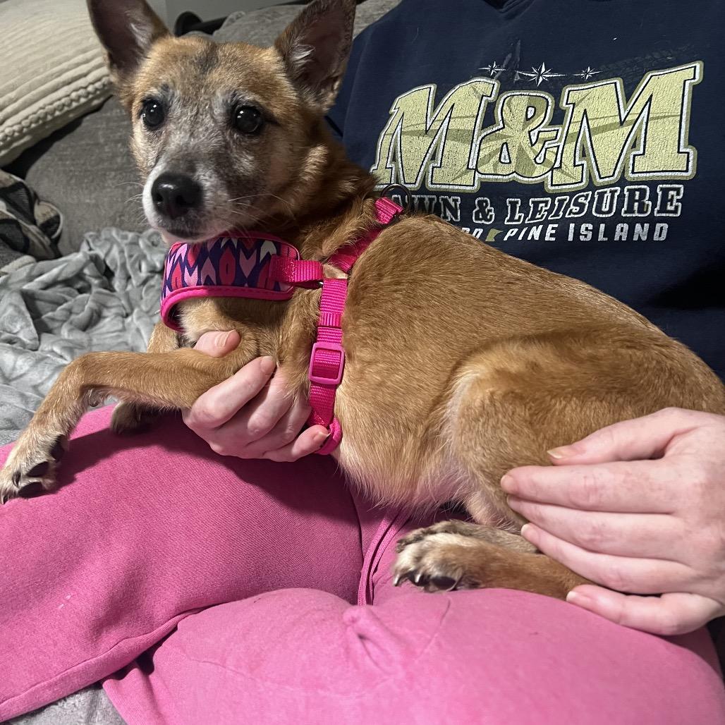 Enlarge Vivi, a Adoptable mixed breed in Rochester, MN image 4/6