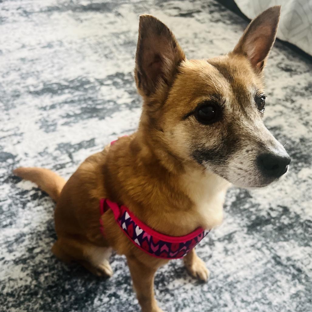 Enlarge Vivi, a Adoptable mixed breed in Rochester, MN image 5/6