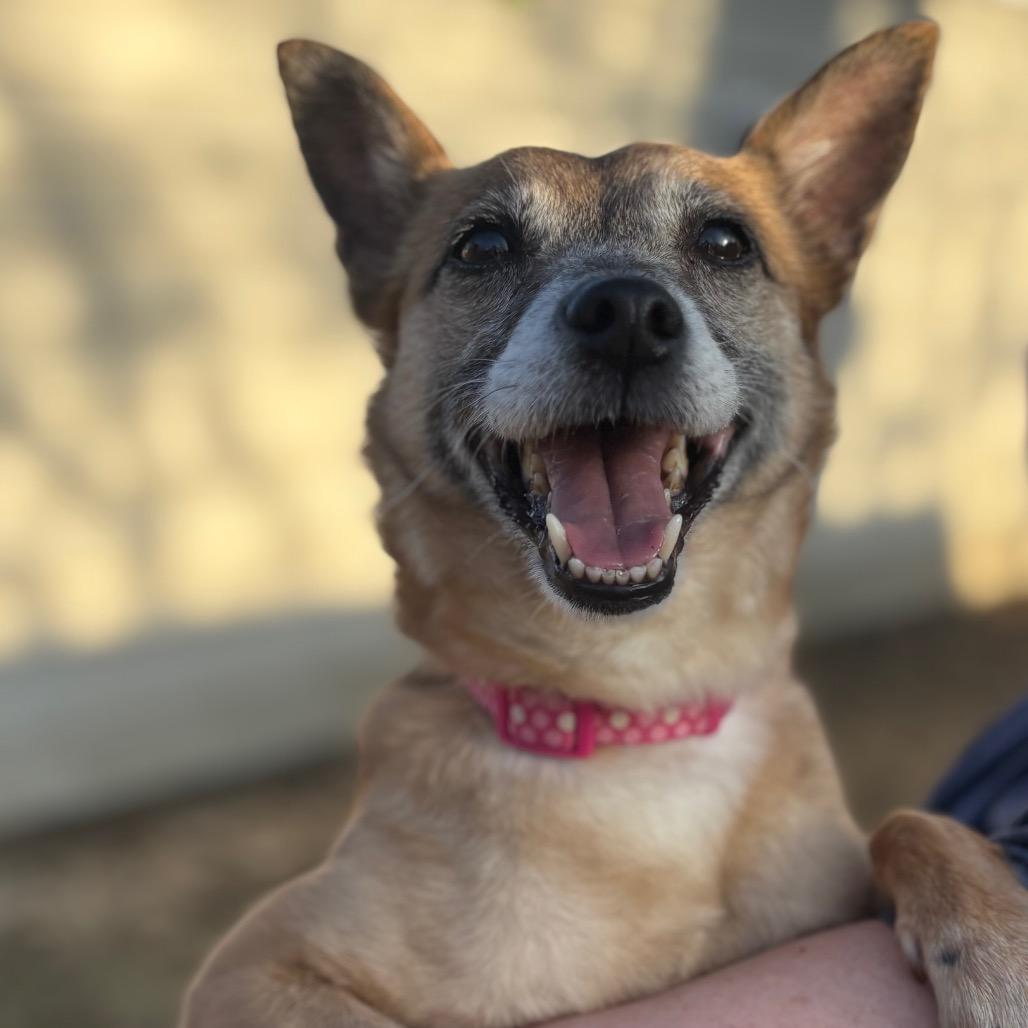 Enlarge Vivi, a Adoptable mixed breed in Rochester, MN image 6/6