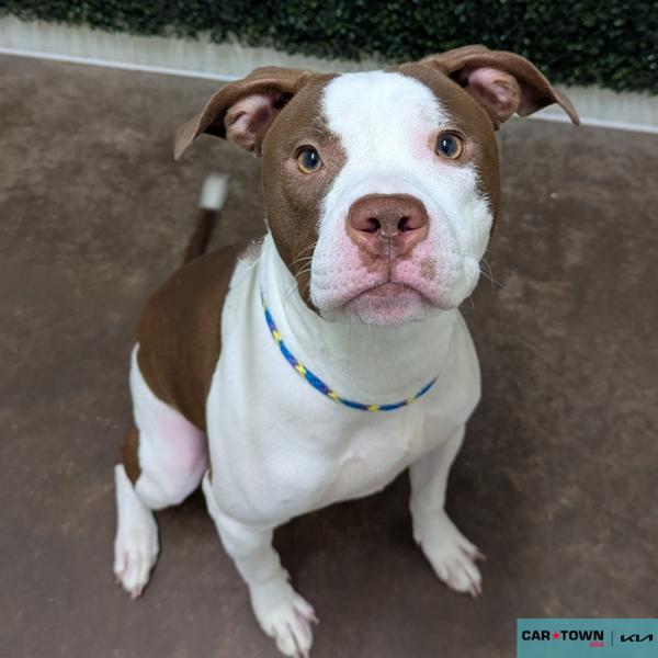 Meerkat, Adoptable, Young Female Pit Bull Terrier.