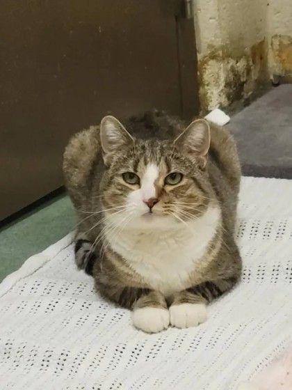 Victor, ADOPTABLE, Adult Male Domestic Short Hair.
