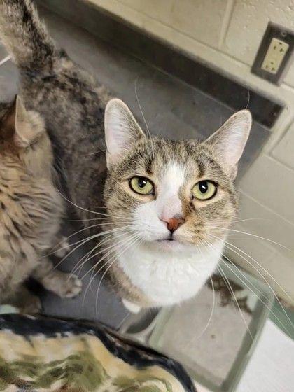 Victor, a ADOPTABLE Domestic Short Hair in Williamsport, PA image 2/2