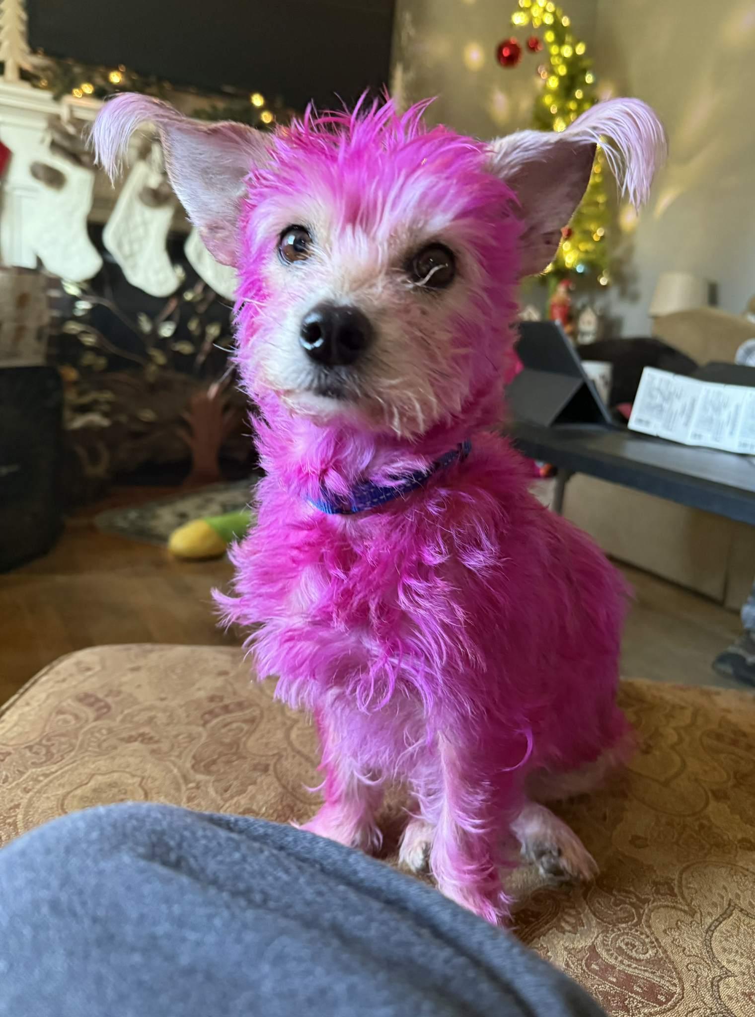 Enlarge Jenny From the Block, an adopted Terrier in Millersville, MD image 2/2