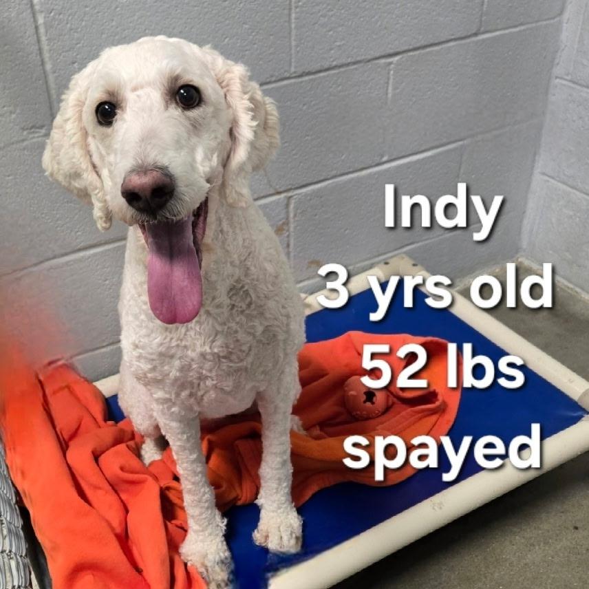 Indy