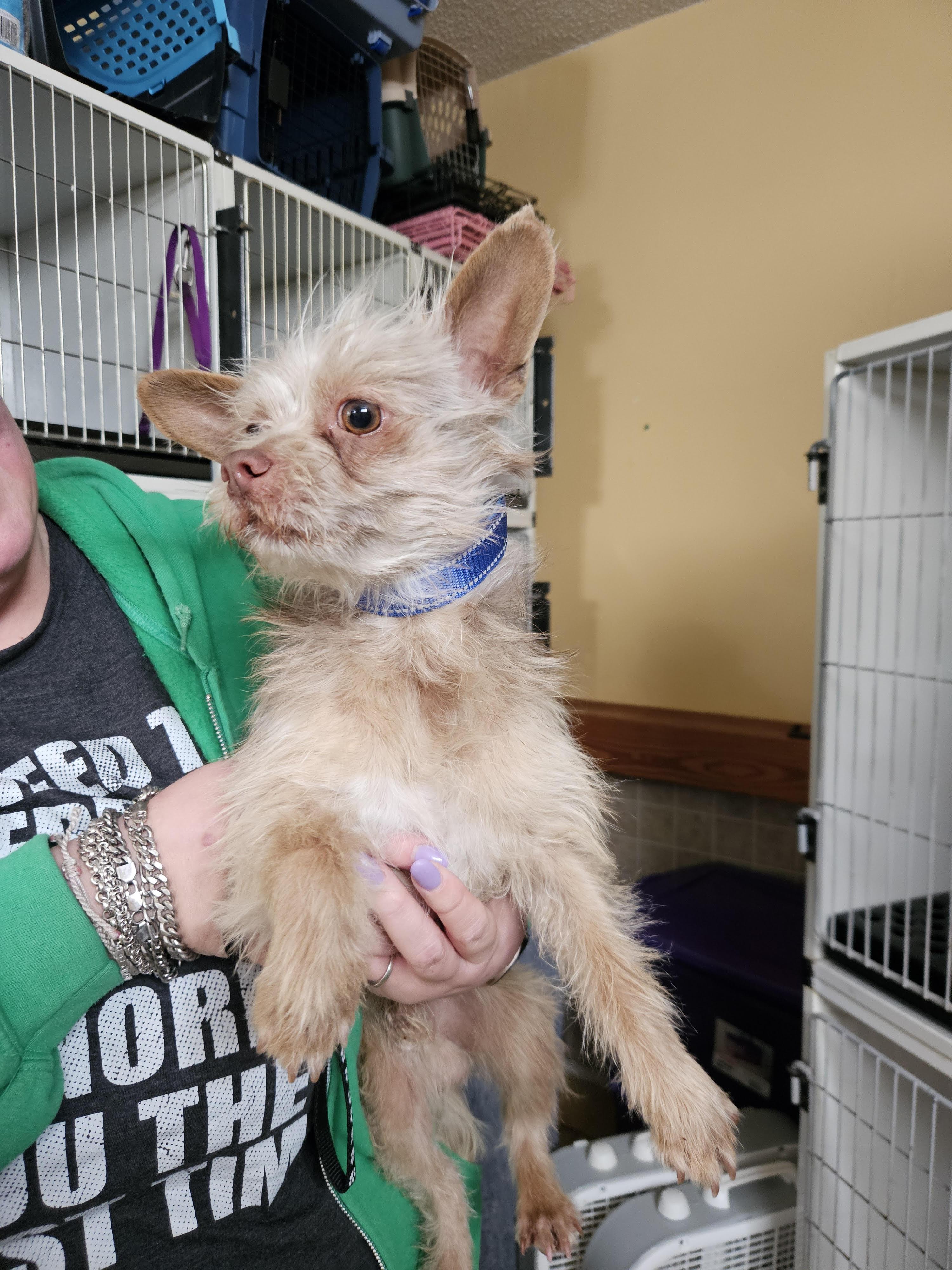 Enlarge Jack, a ADOPTABLE Yorkshire Terrier in Greensboro, NC image 2/4