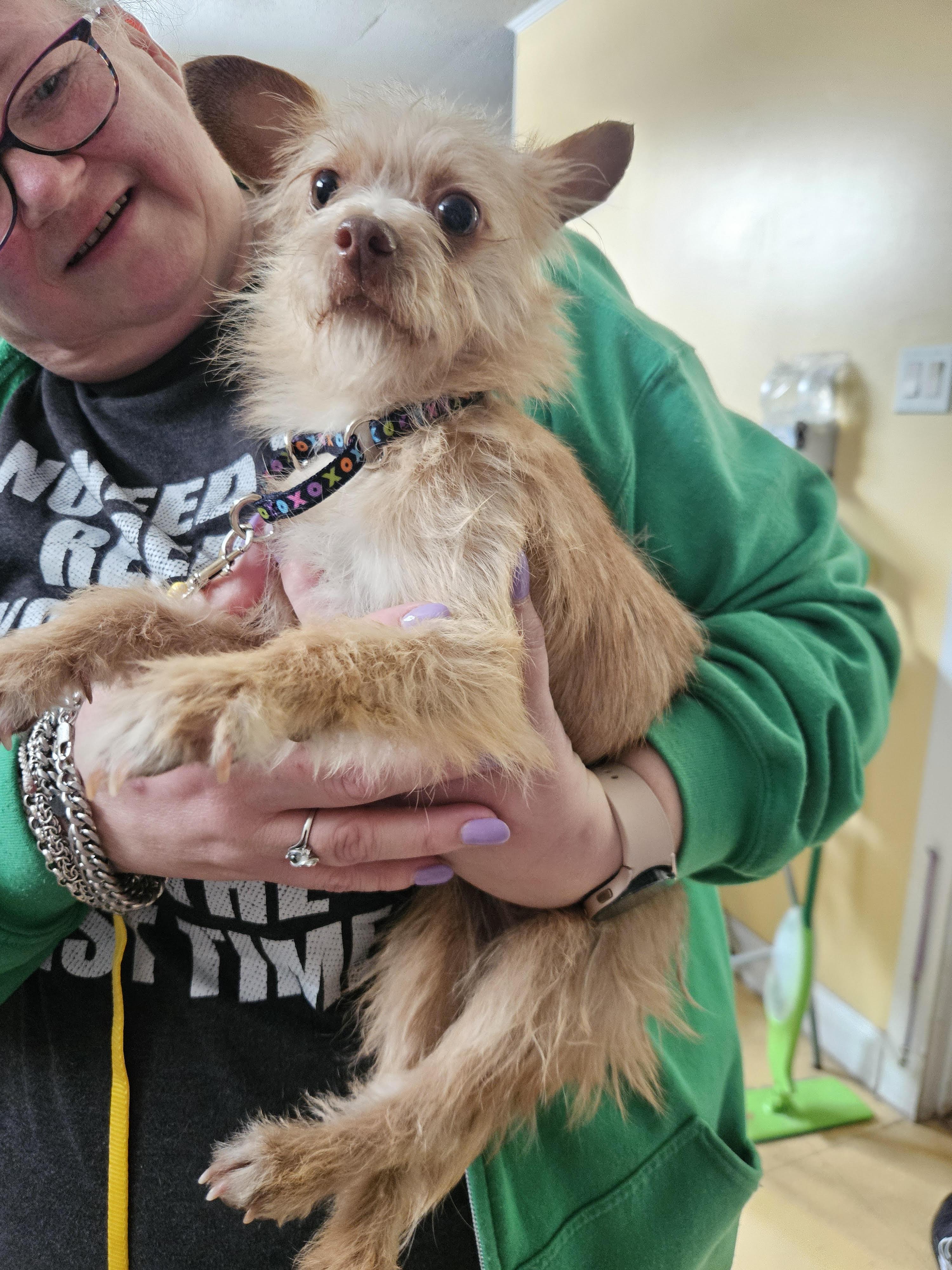 Enlarge Jack, a ADOPTABLE Yorkshire Terrier in Greensboro, NC image 1/4
