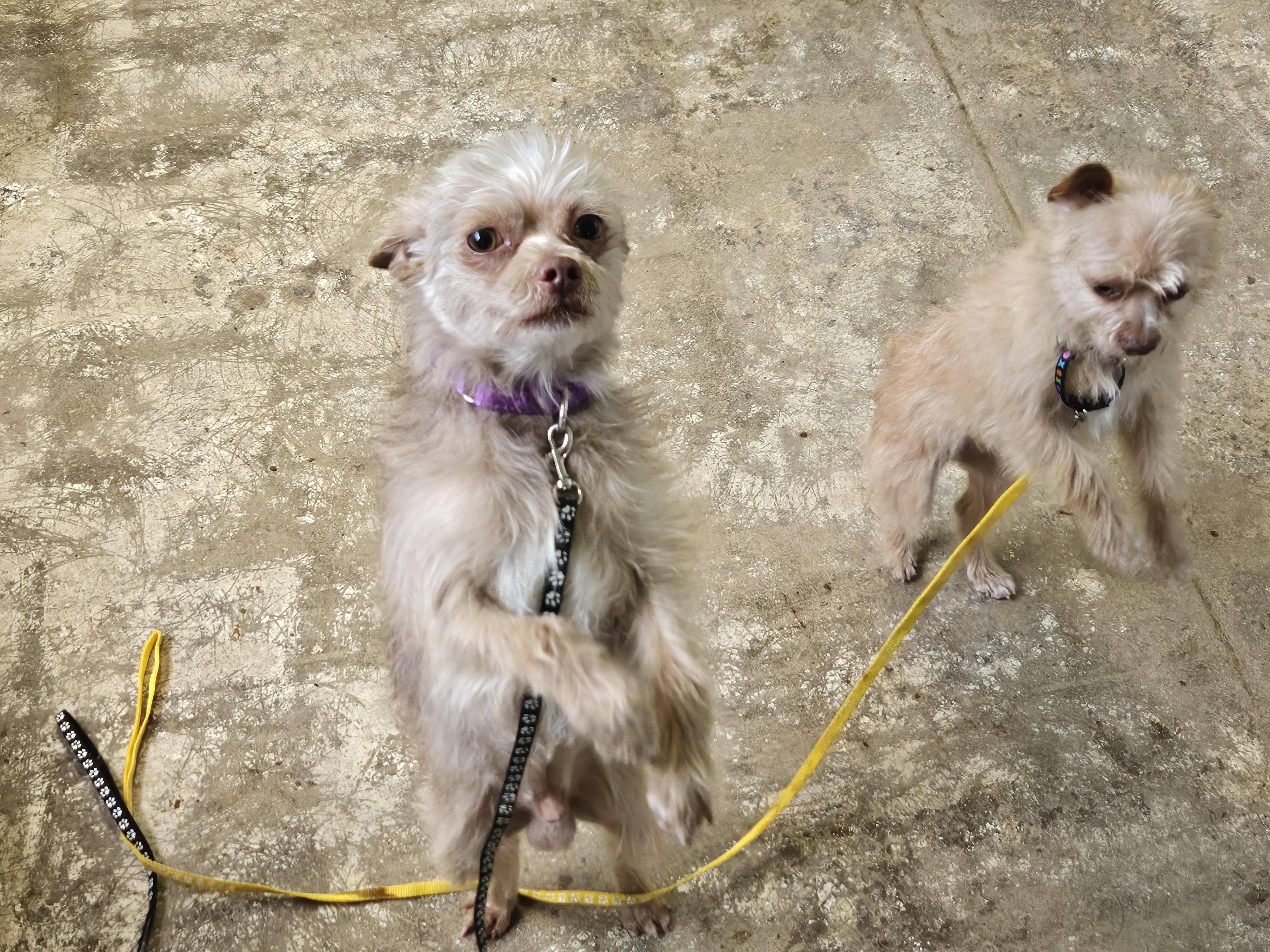 Enlarge Jack, a ADOPTABLE Yorkshire Terrier in Greensboro, NC image 4/4