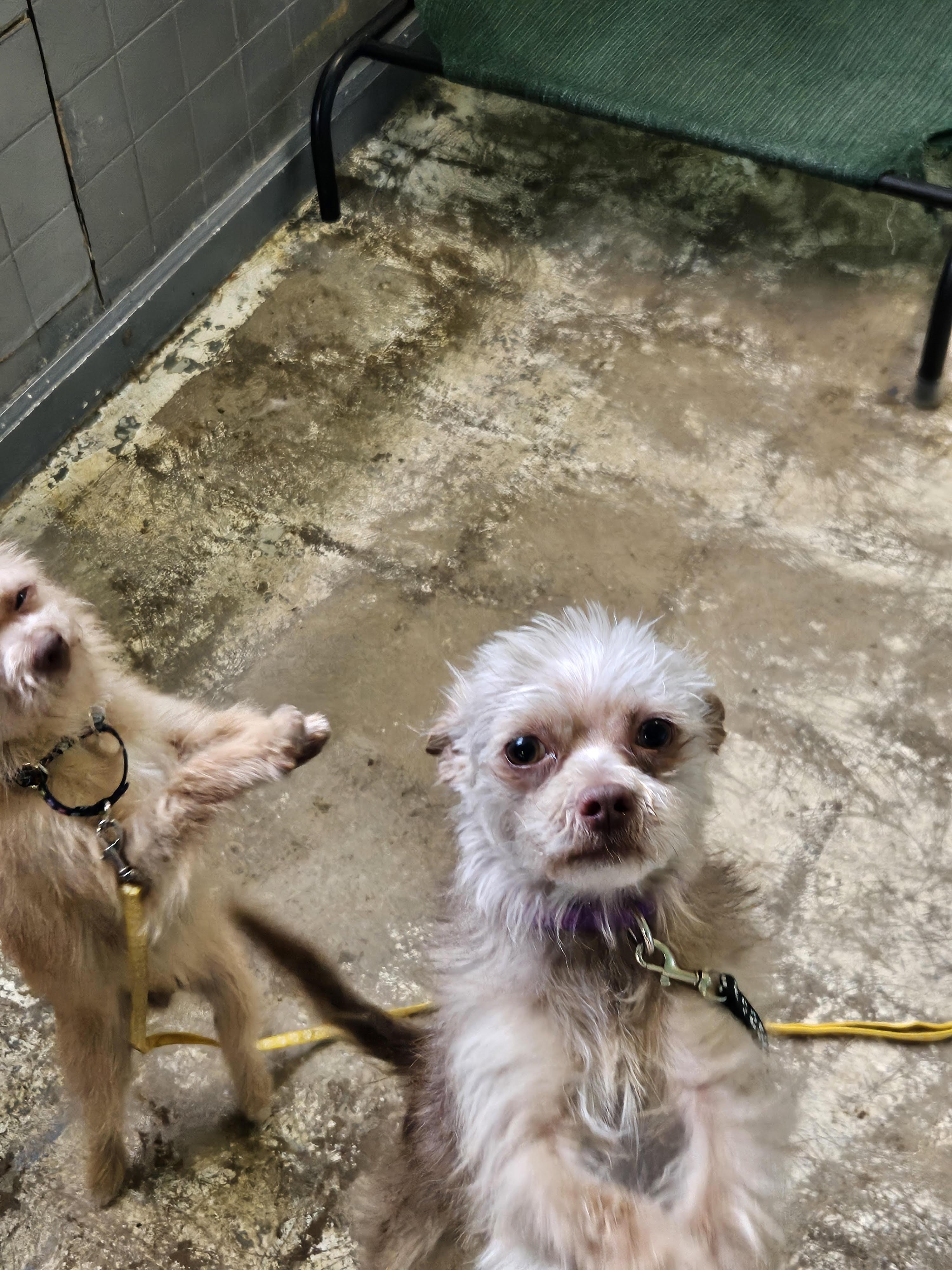 Enlarge Jack, a ADOPTABLE Yorkshire Terrier in Greensboro, NC image 3/4