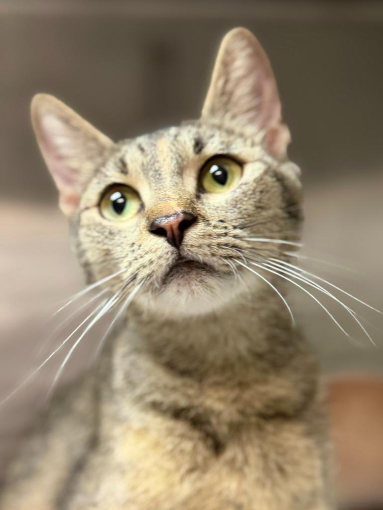Daisy, Adoptable, Young Female Domestic Short Hair.