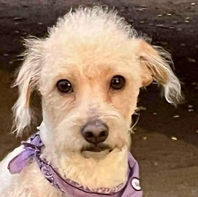 Heidi, ADOPTABLE, Adult Female Terrier.