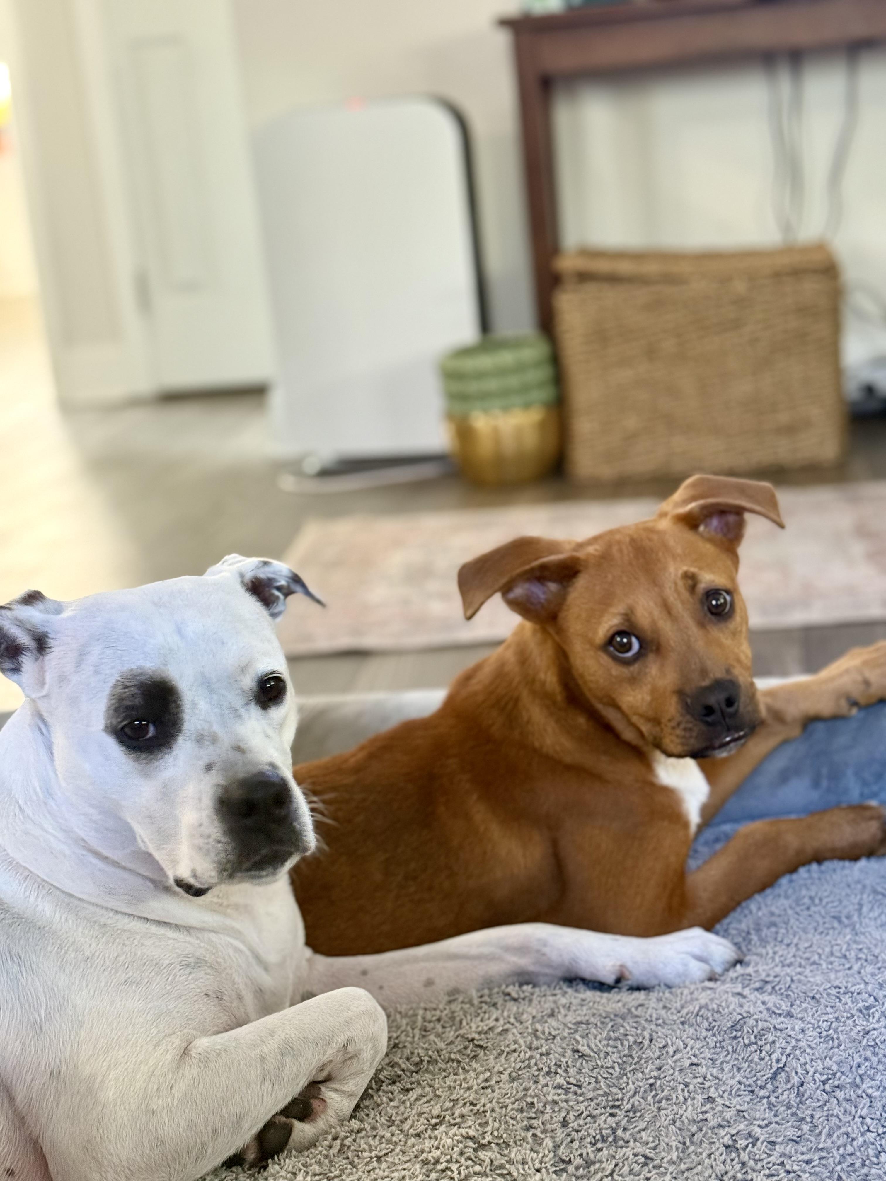 Rooster, Adoptable, Puppy Male American Bulldog.