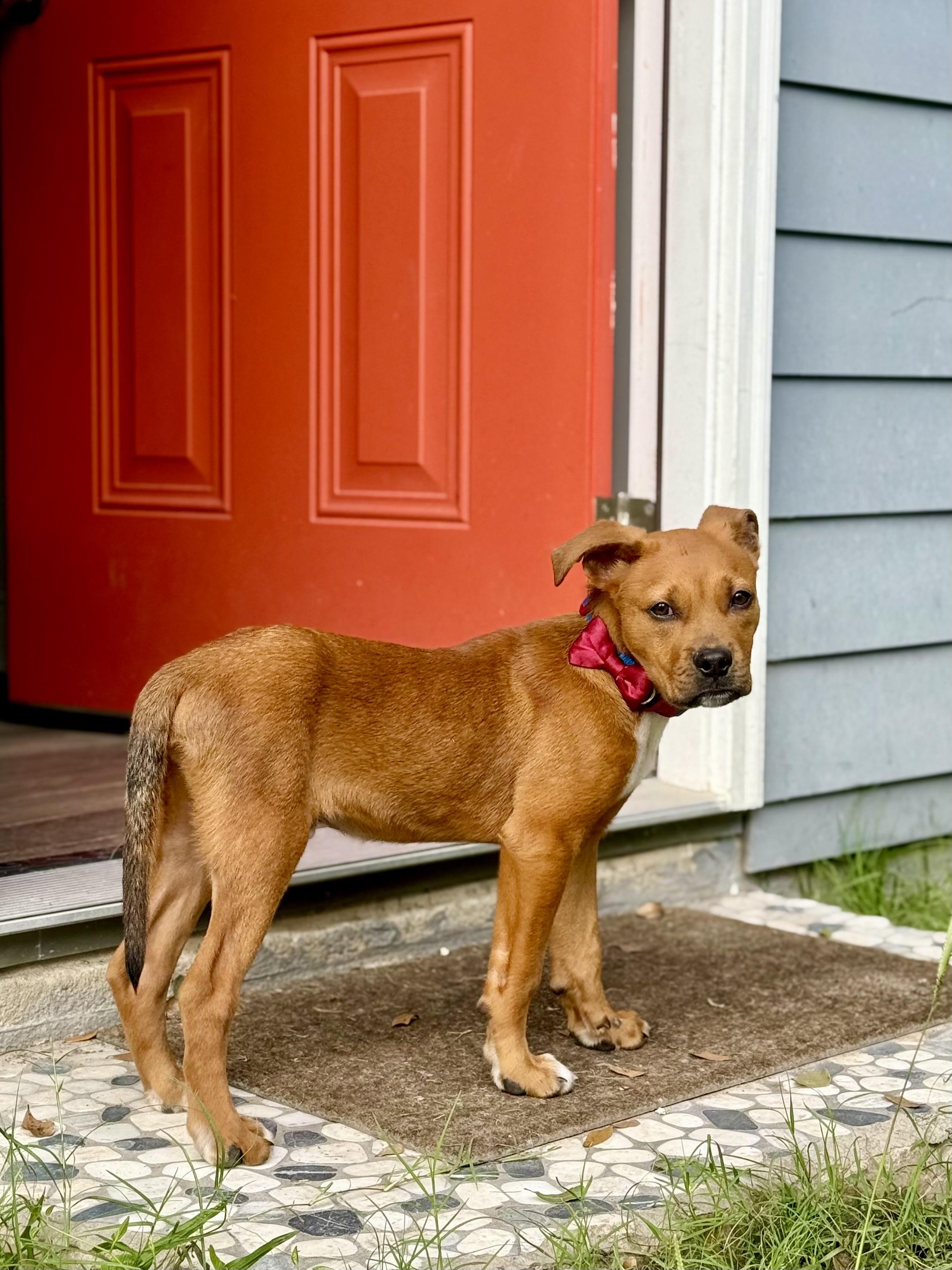 Enlarge Rooster, a Adoptable mixed breed in Johns Island , SC image 3/6