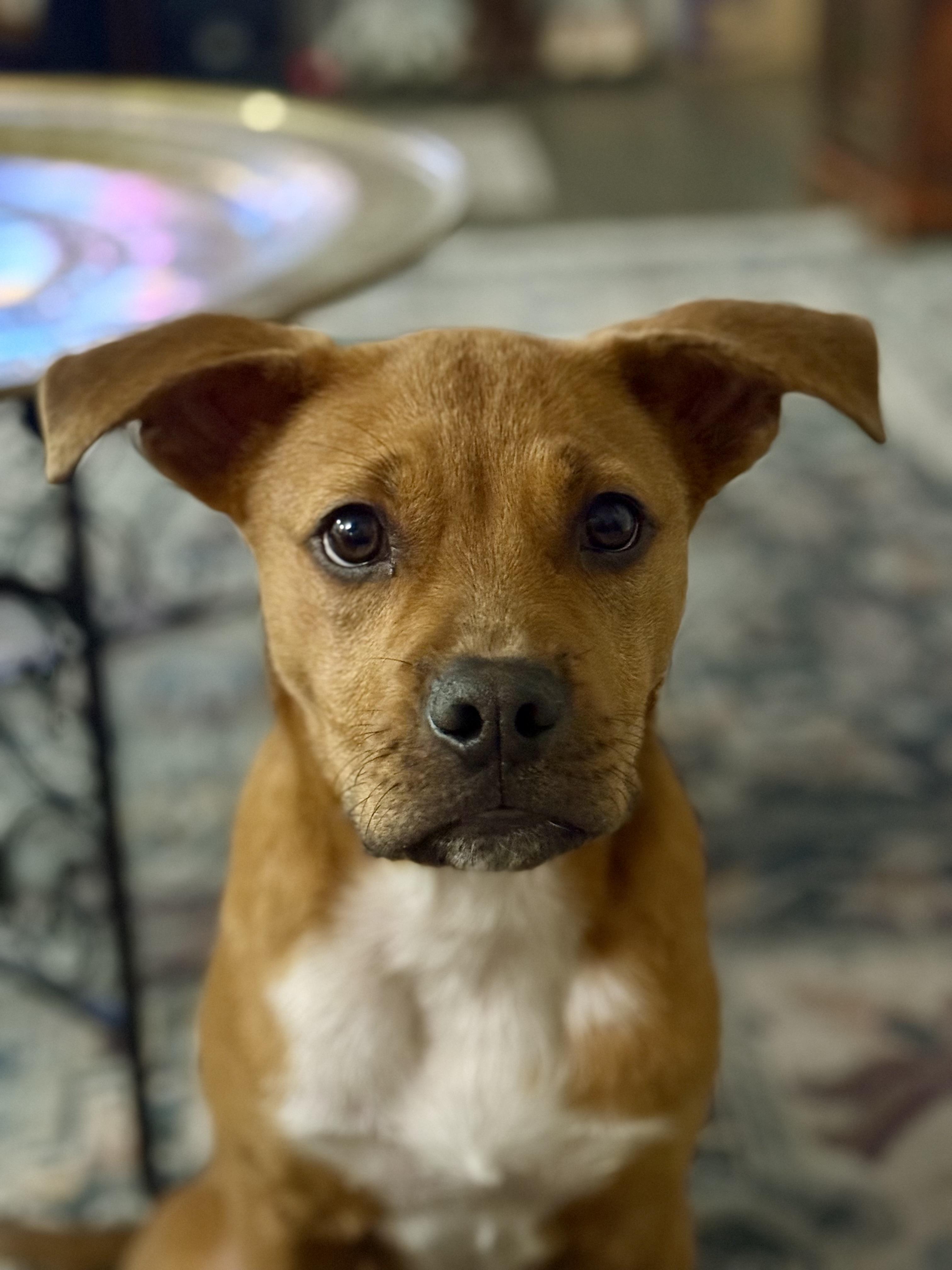 Enlarge Rooster, a Adoptable mixed breed in Johns Island , SC image 4/6