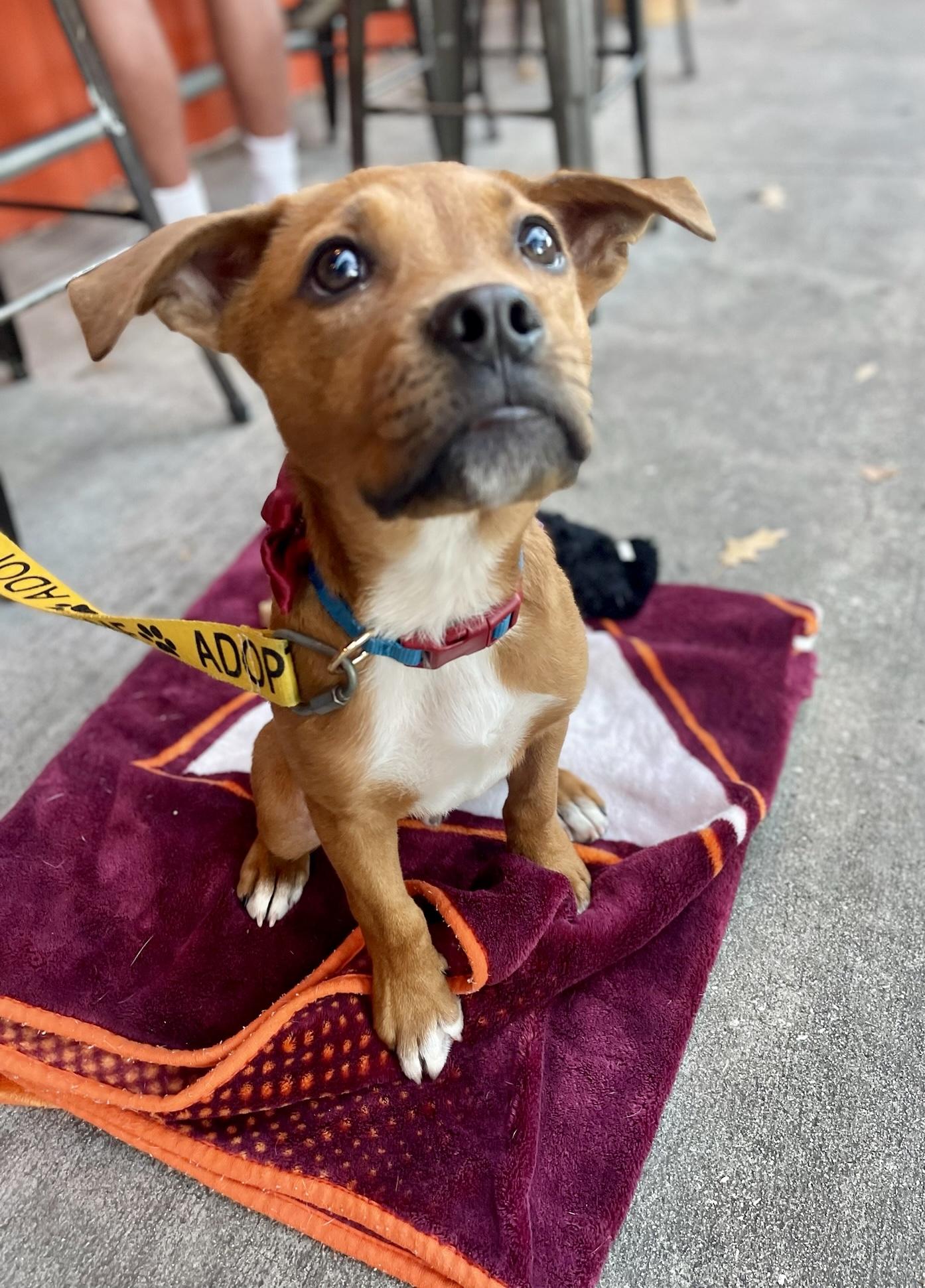 Enlarge Rooster, a Adoptable mixed breed in Johns Island , SC image 6/6