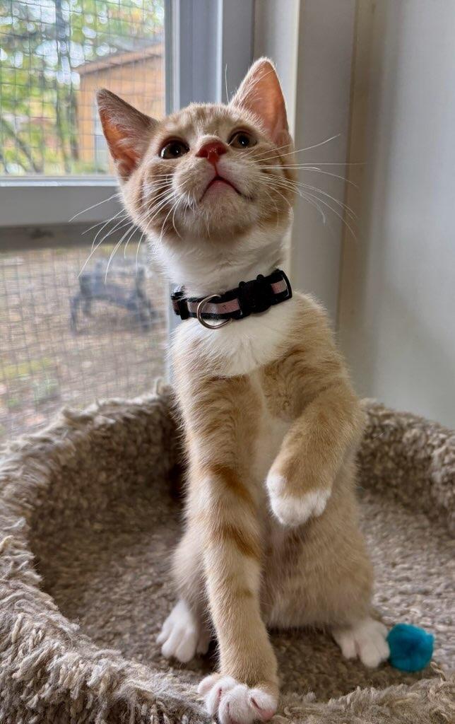 Feta, Adoptable, Kitten Male Domestic Short Hair.