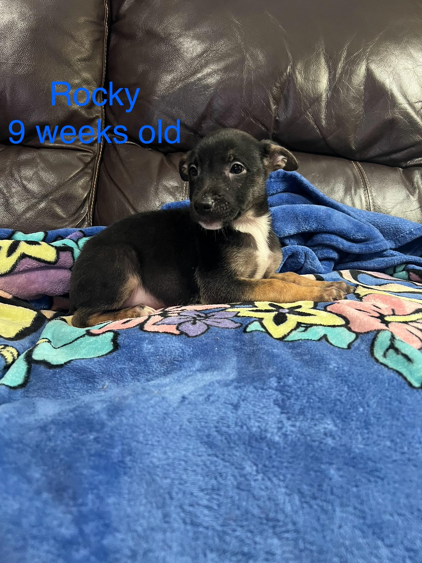 Enlarge Rocky, a ADOPTABLE mixed breed in Davisburg, MI image 1/1