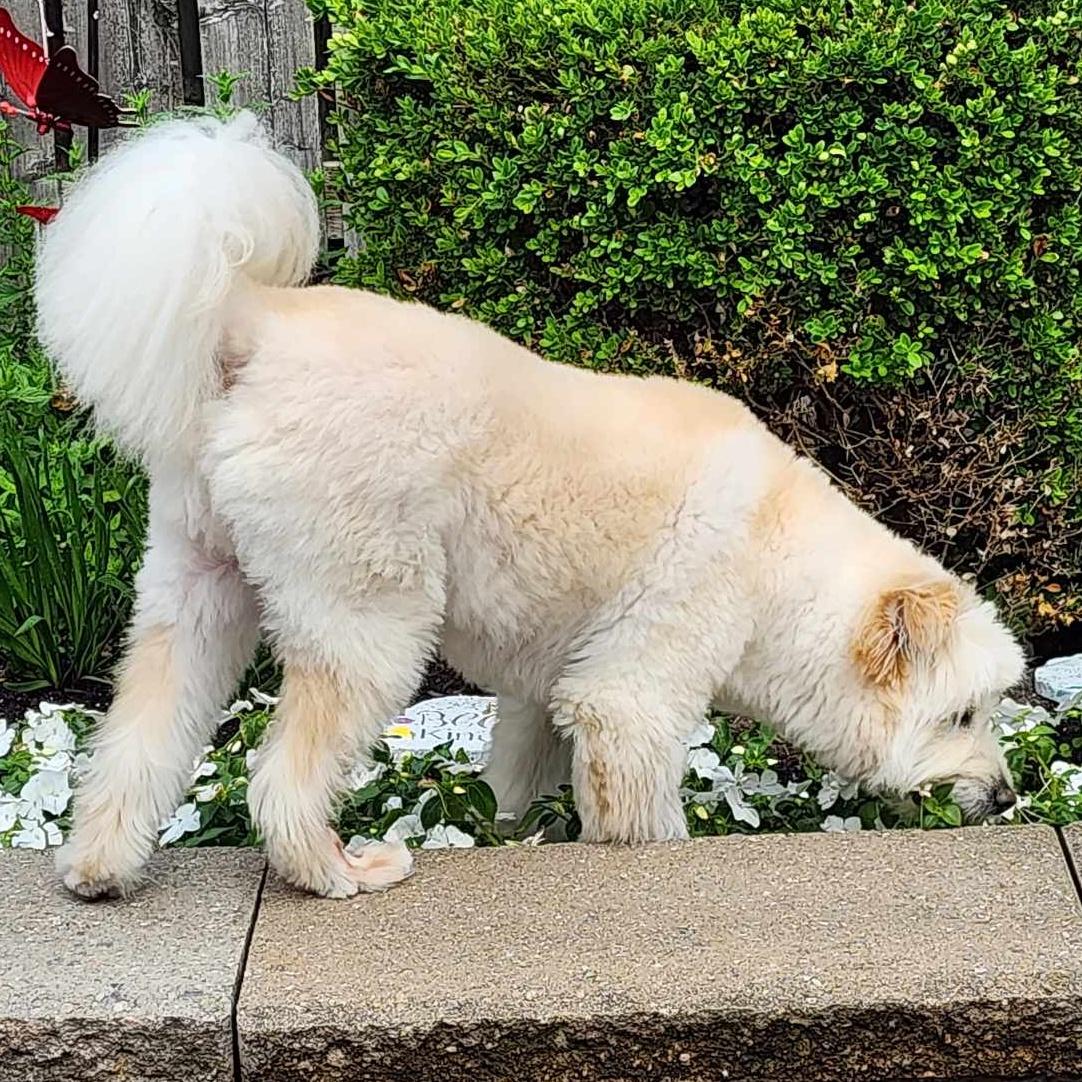 Stevie, an adoptable Goldendoodle, Maltese in Scarborough, ON, M1P 4Z7 | Photo Image 4