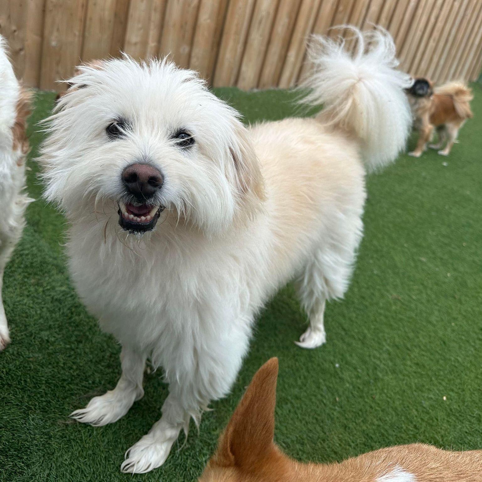 Stevie, an adoptable Goldendoodle, Maltese in Scarborough, ON, M1P 4Z7 | Photo Image 2