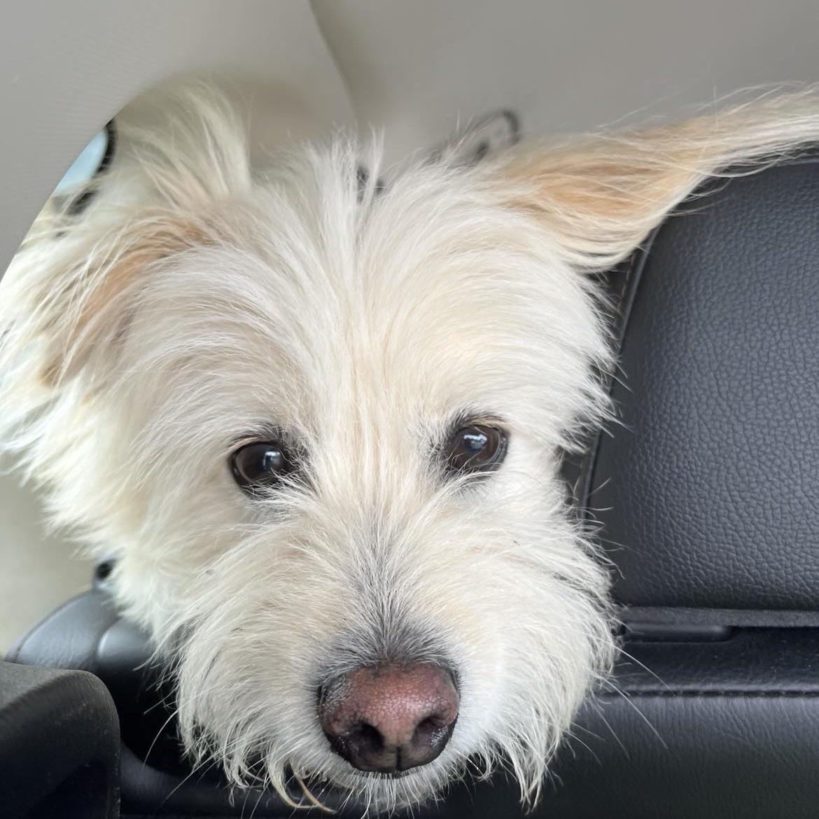 Stevie, an adoptable Goldendoodle, Maltese in Scarborough, ON, M1P 4Z7 | Photo Image 1