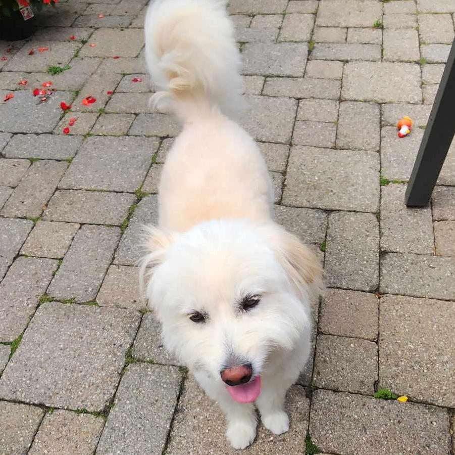 Stevie, an adoptable Goldendoodle, Maltese in Scarborough, ON, M1P 4Z7 | Photo Image 6
