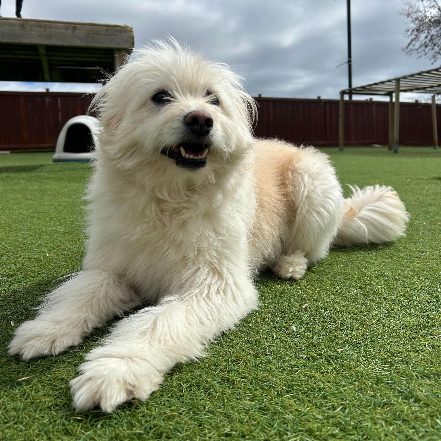 Stevie, an adoptable Goldendoodle, Maltese in Scarborough, ON, M1P 4Z7 | Photo Image 5