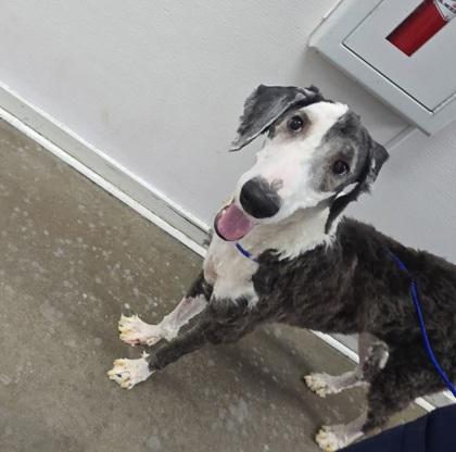 Snoopet, Adoptable, Adult Female Standard Poodle & Mixed Breed.
