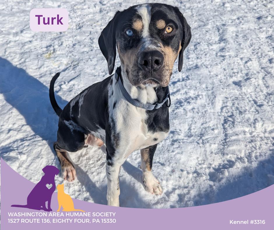 Enlarge Turk, a ADOPTABLE Catahoula Leopard Dog in Eighty Four, PA image 1/2