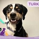 Enlarge Turk, a ADOPTABLE Catahoula Leopard Dog in Eighty Four, PA image 2/2