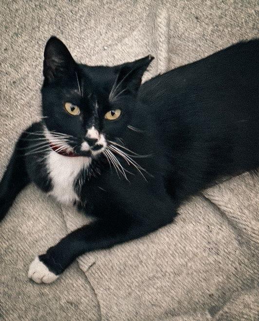 Enlarge Abby, a Adoptable Tuxedo in San Jose, CA image 1/3