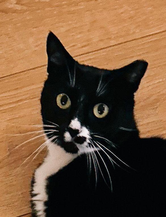 Enlarge Abby, a Adoptable Tuxedo in San Jose, CA image 2/3