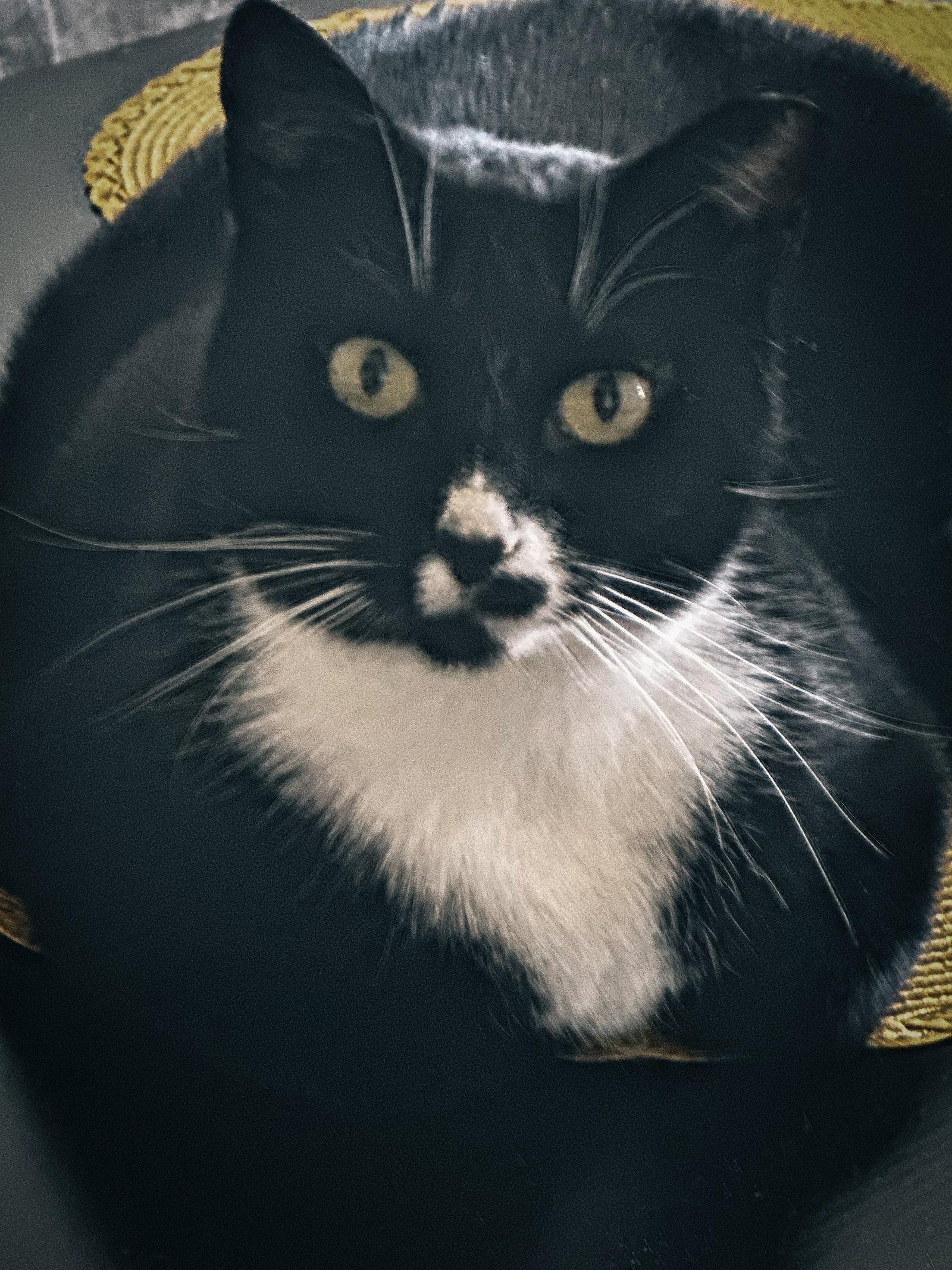 Enlarge Abby, a Adoptable Tuxedo in San Jose, CA image 2/3