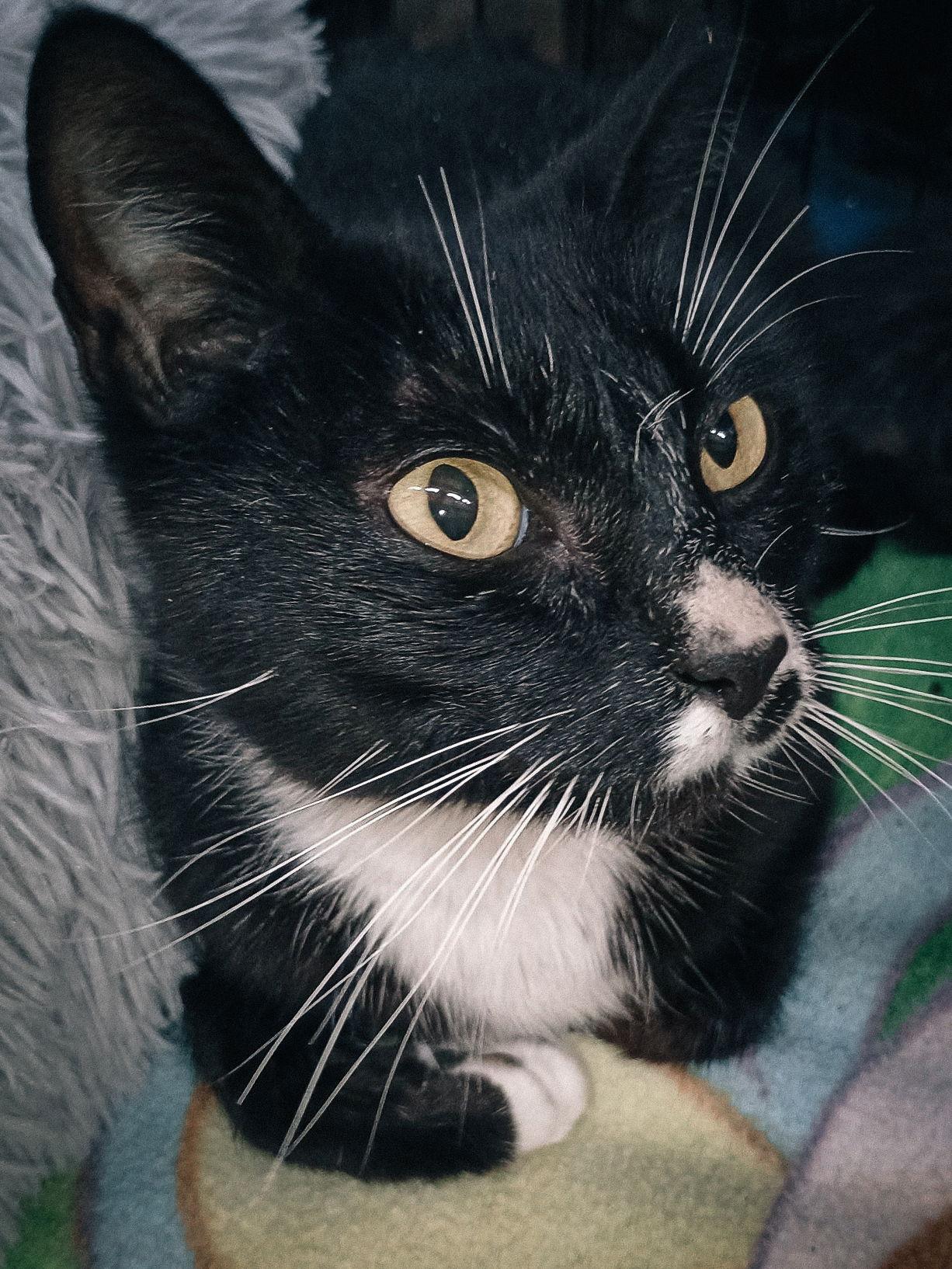 Enlarge Abby, a Adoptable Tuxedo in San Jose, CA image 3/3