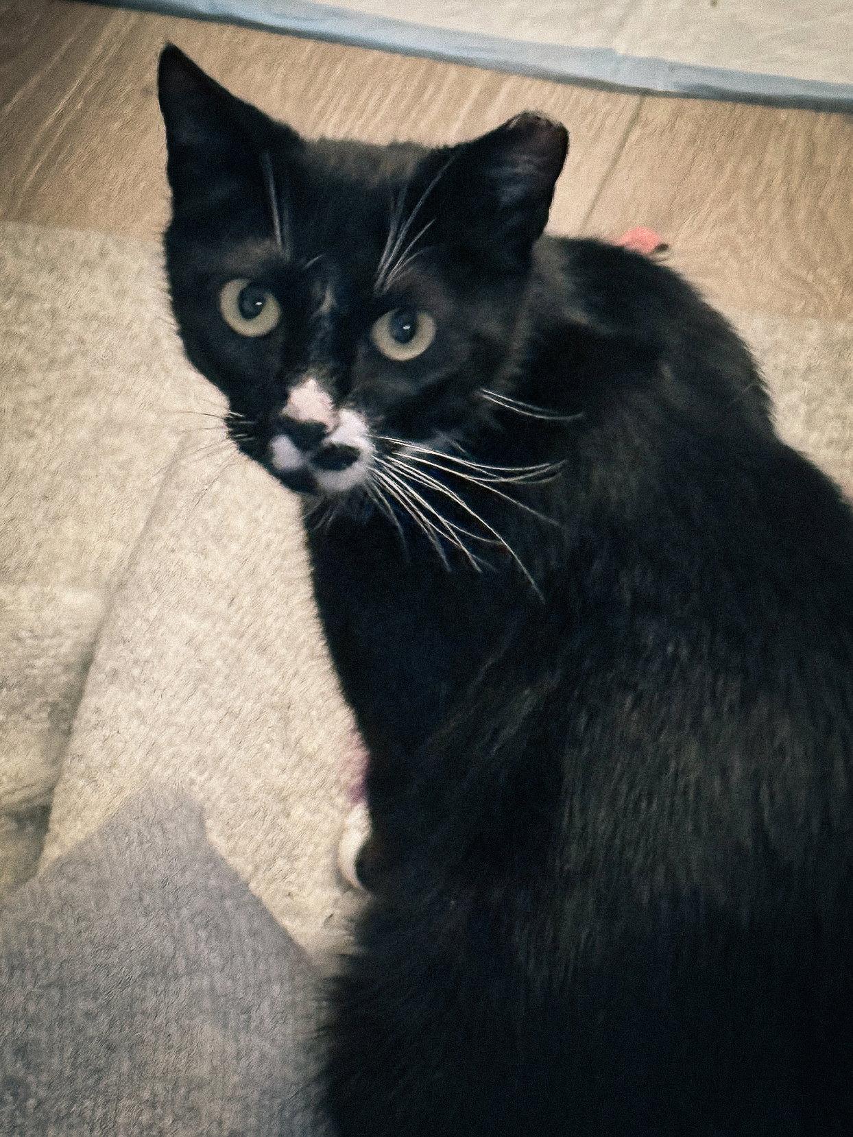 Enlarge Abby, a Adoptable Tuxedo in San Jose, CA image 3/3