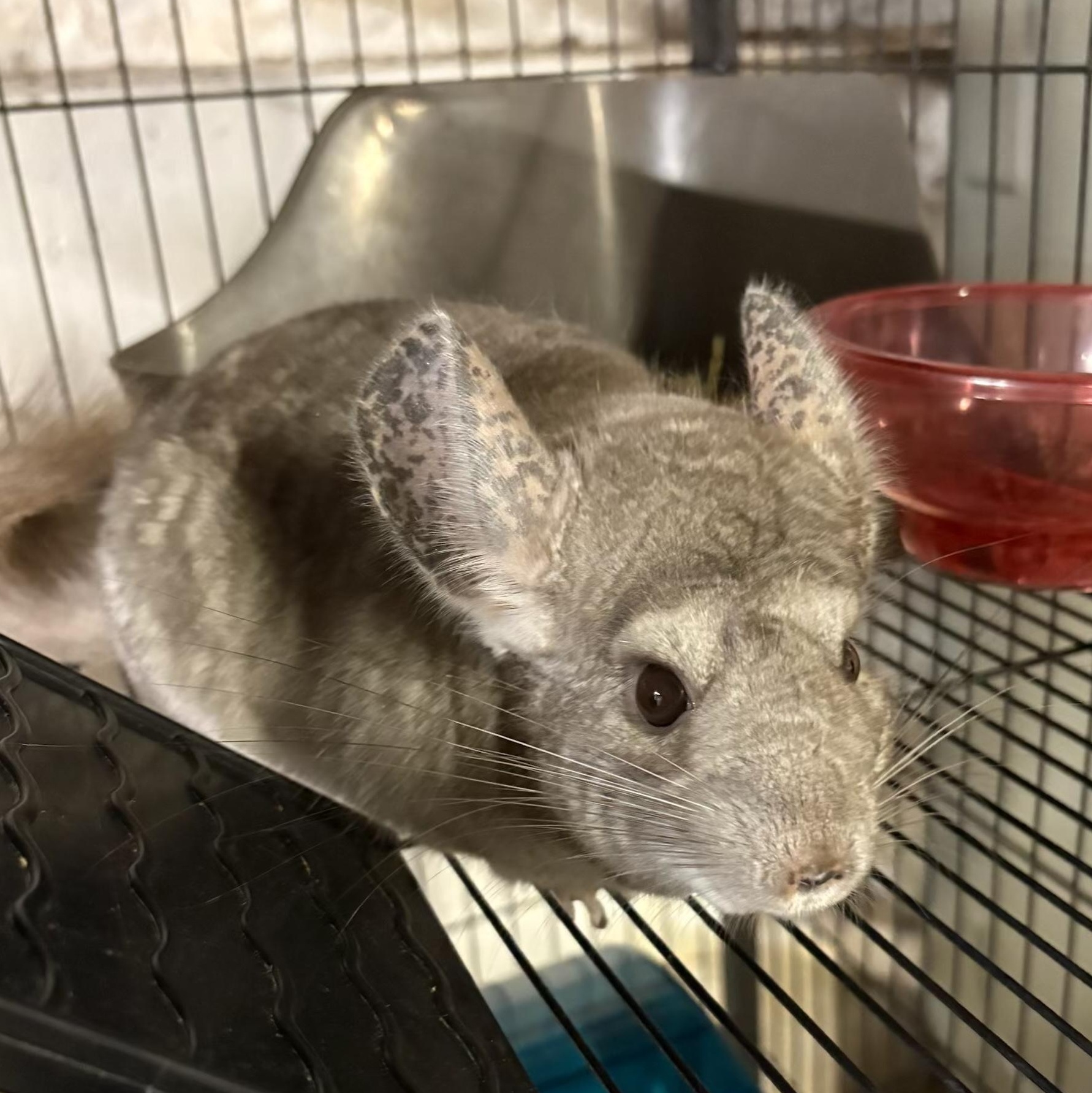 McNibbles, an adoptable Chinchilla in Andover, CT image 1/4