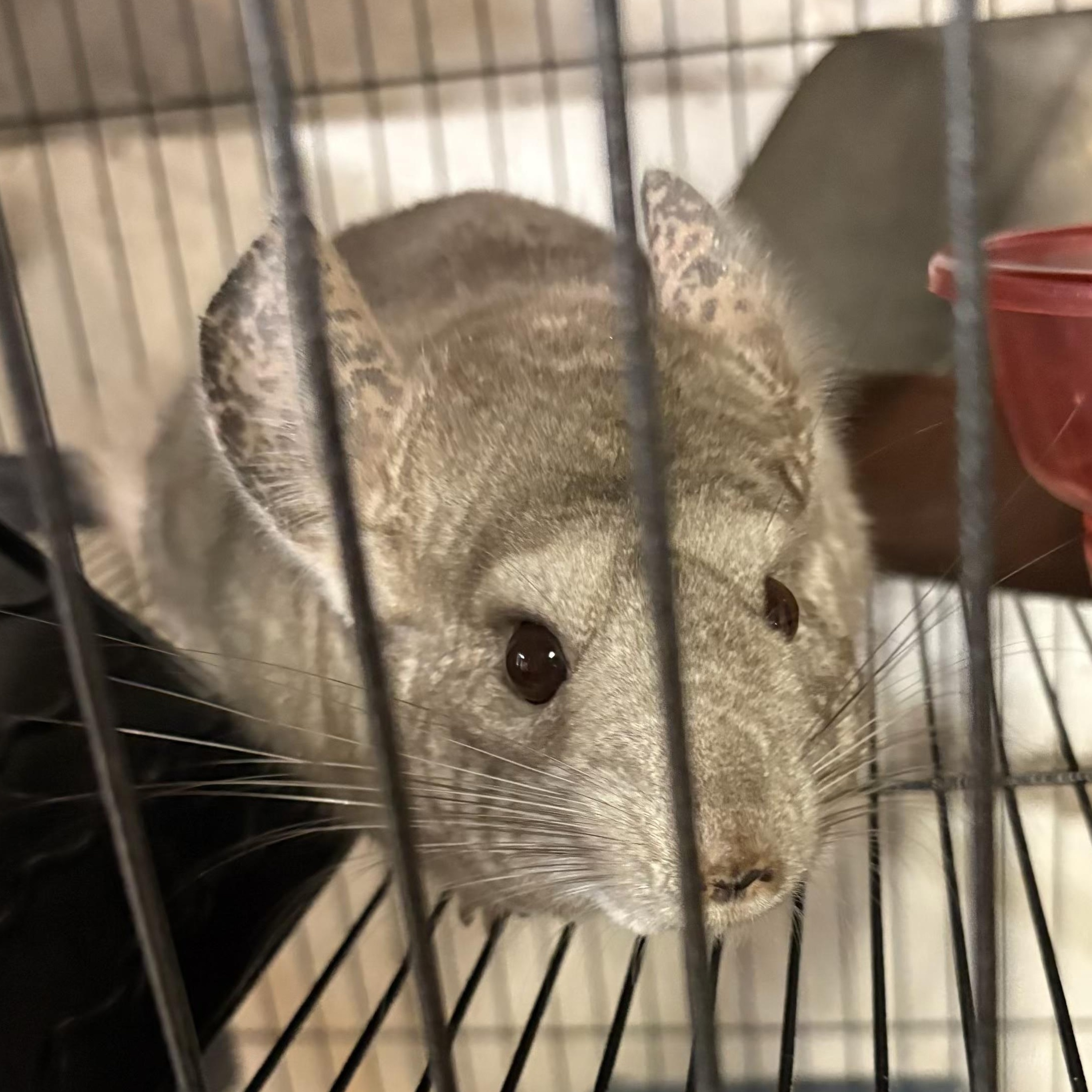 McNibbles, an adoptable Chinchilla in Andover, CT image 4/4