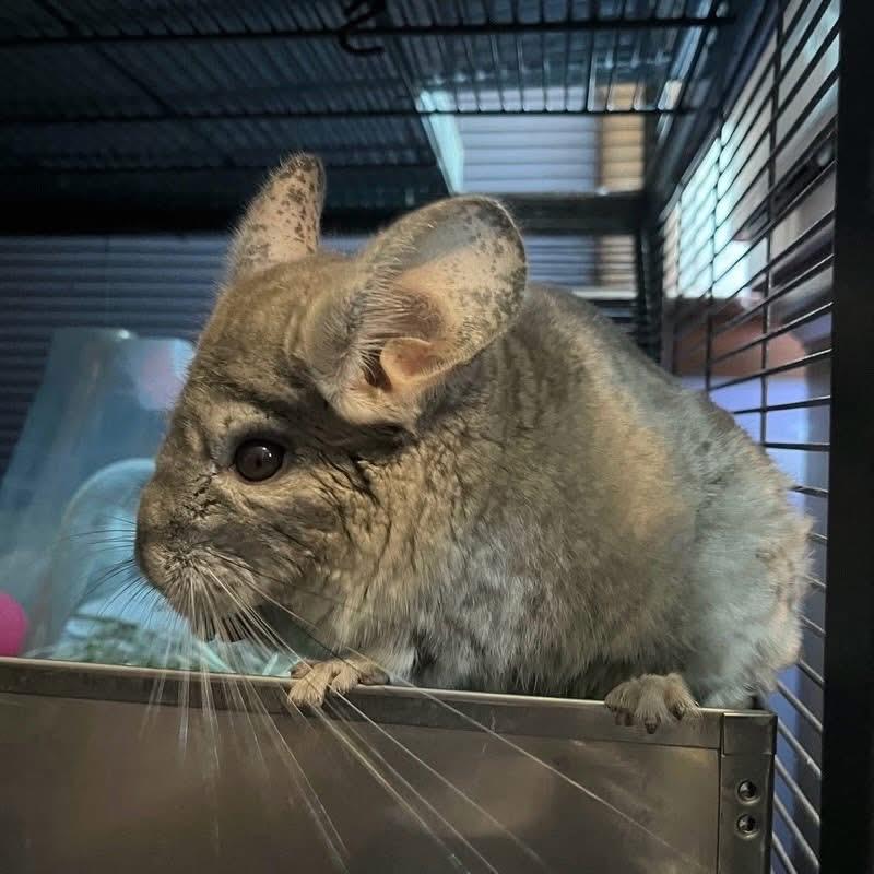 McNibbles, an adoptable Chinchilla in Andover, CT image 2/4