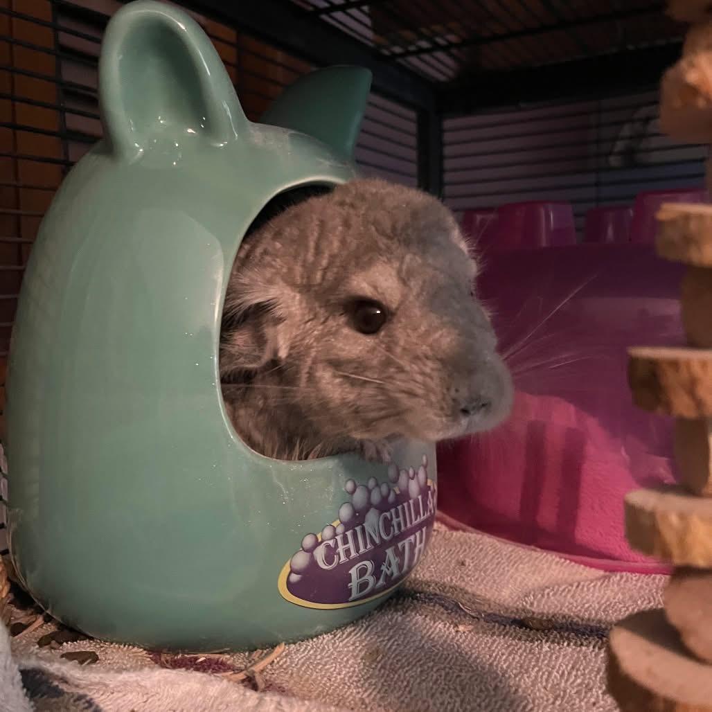 McNibbles, an adoptable Chinchilla in Andover, CT image 3/4