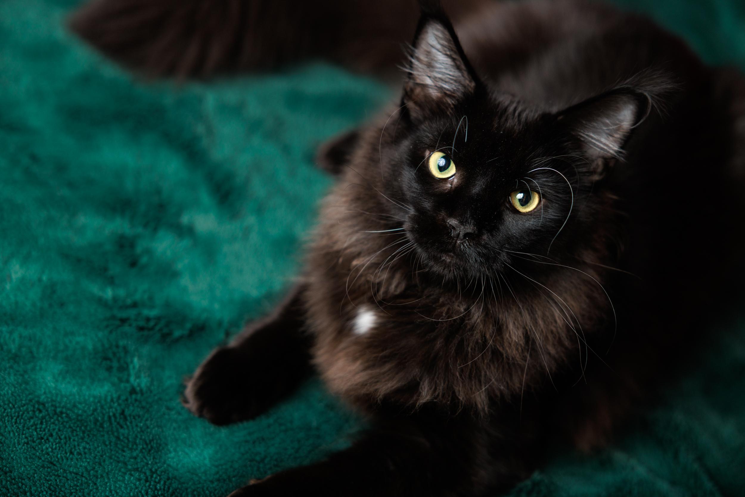 Enlarge Ellie and Dakota, a ADOPTABLE Maine Coon in Montreal, QC image 2/6