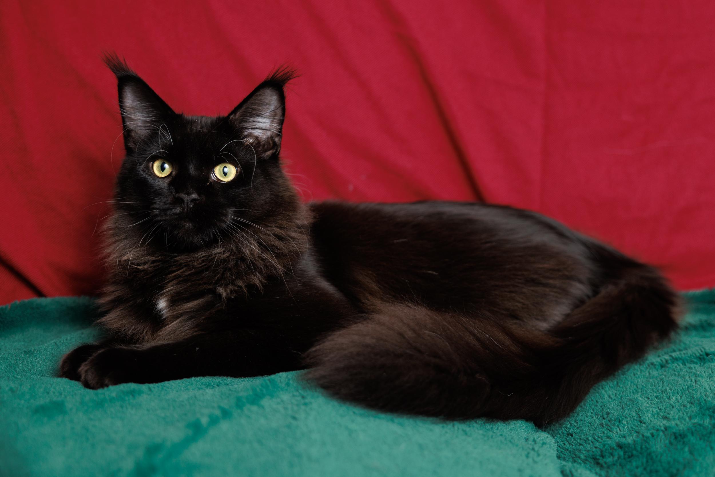 Enlarge Ellie and Dakota, a ADOPTABLE Maine Coon in Montreal, QC image 1/6