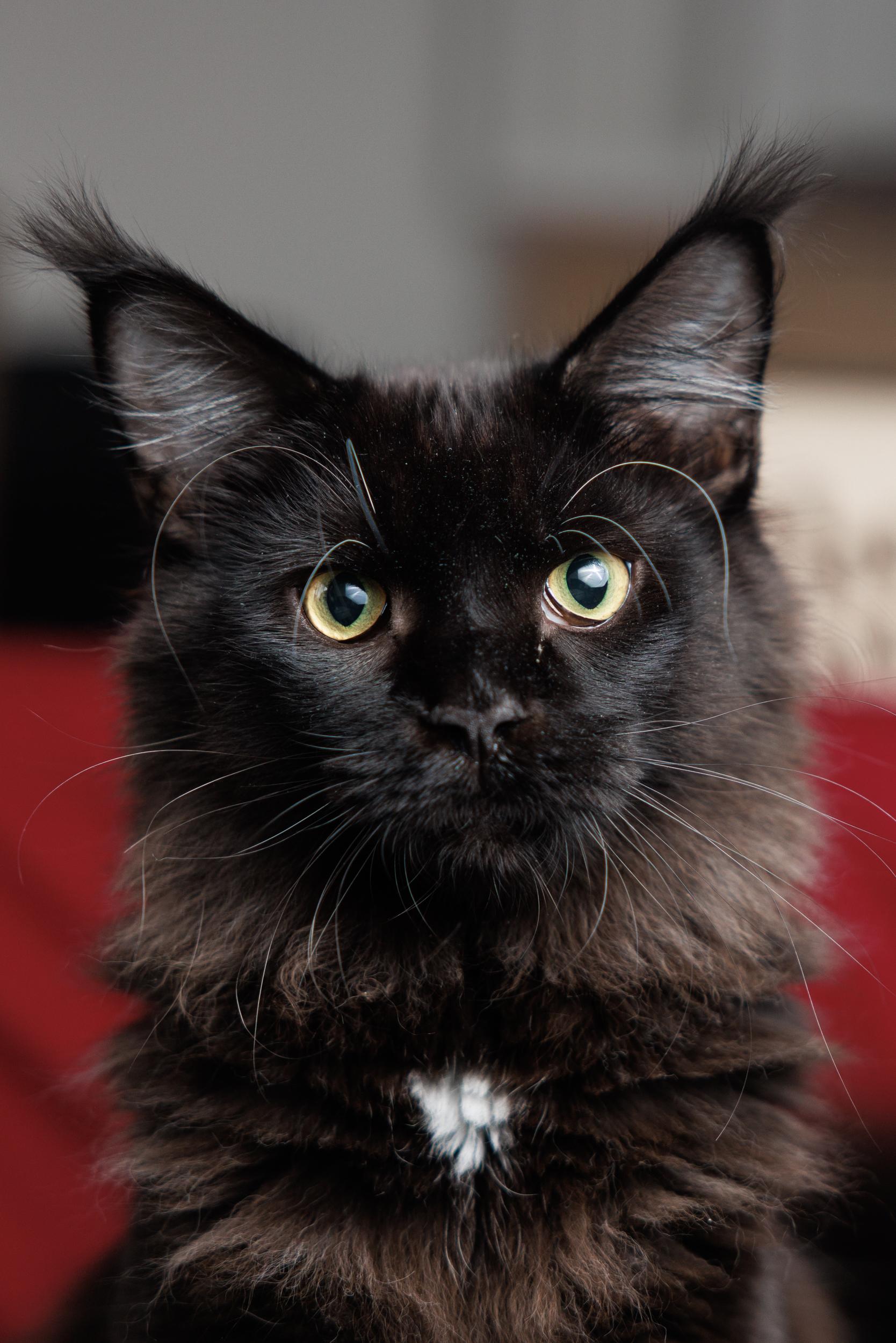 Enlarge Ellie and Dakota, a ADOPTABLE Maine Coon in Montreal, QC image 3/6