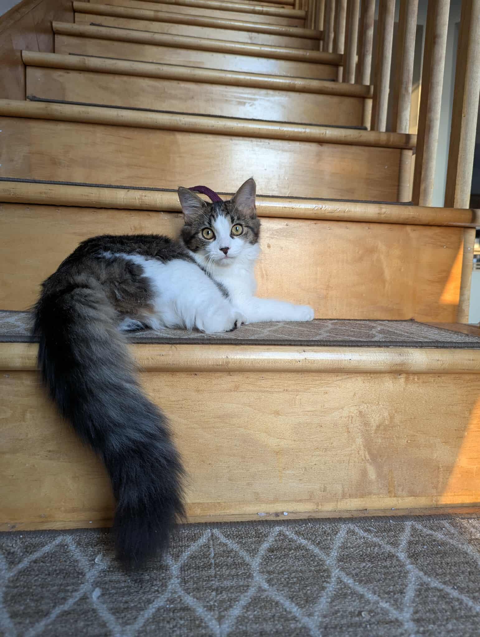 Enlarge Ellie and Dakota, a ADOPTABLE Maine Coon in Montreal, QC image 4/6