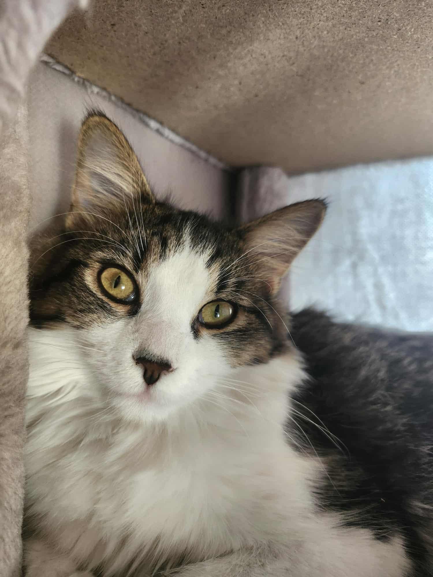 Enlarge Ellie and Dakota, a ADOPTABLE Maine Coon in Montreal, QC image 5/6