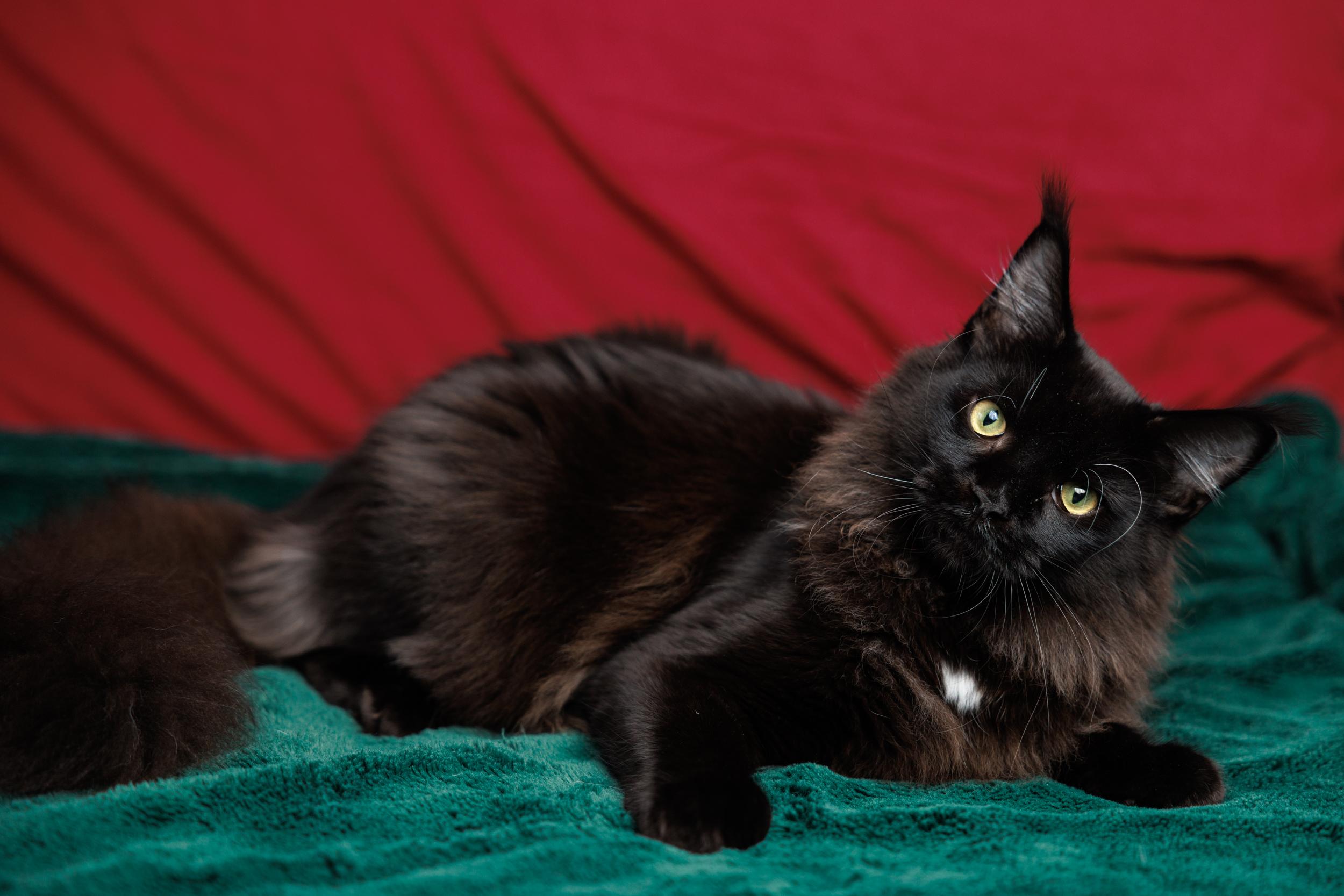 Ellie and Dakota, ADOPTABLE, Kitten Male Maine Coon.