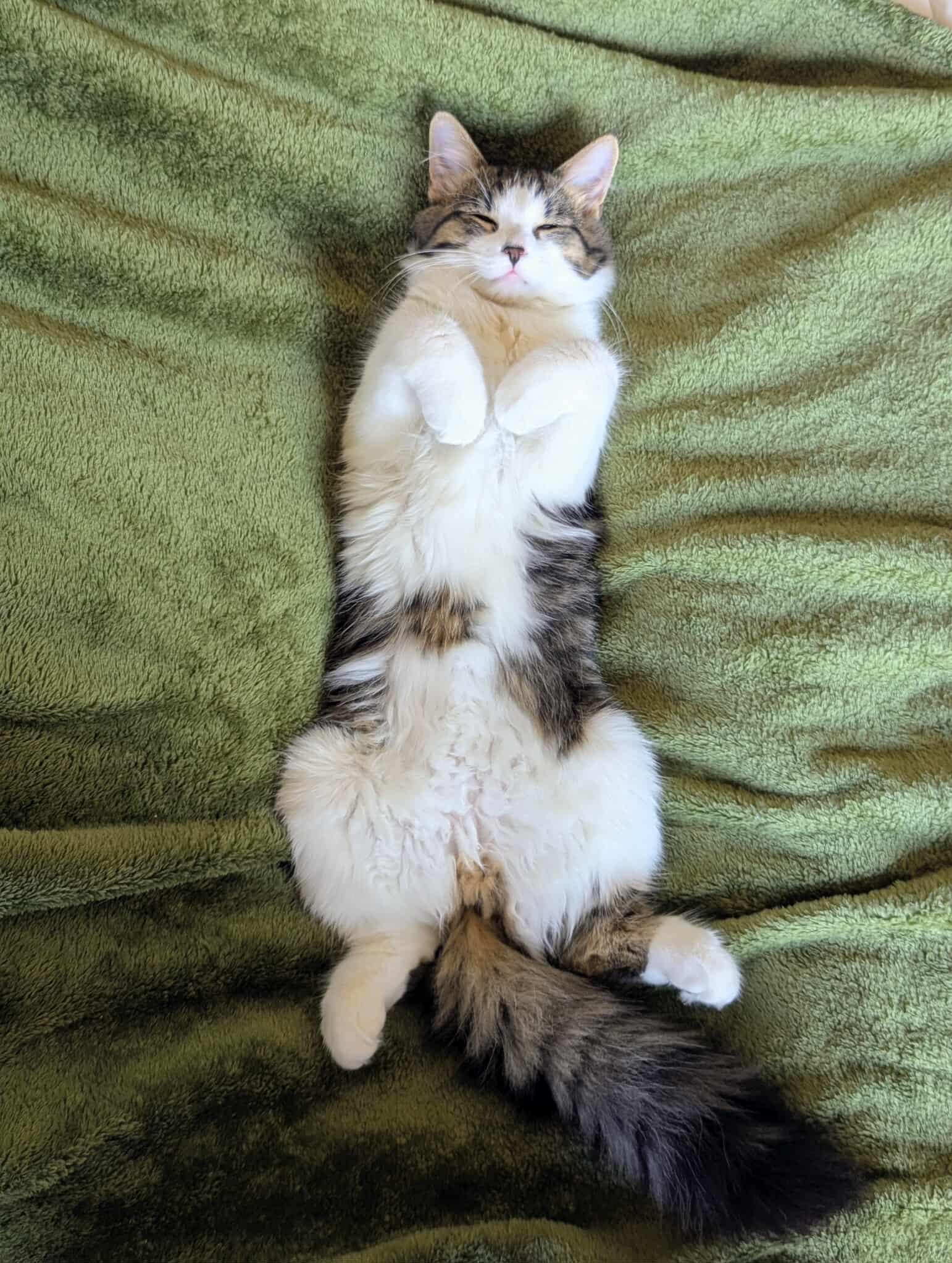 Enlarge Ellie and Dakota, a ADOPTABLE Maine Coon in Montreal, QC image 6/6