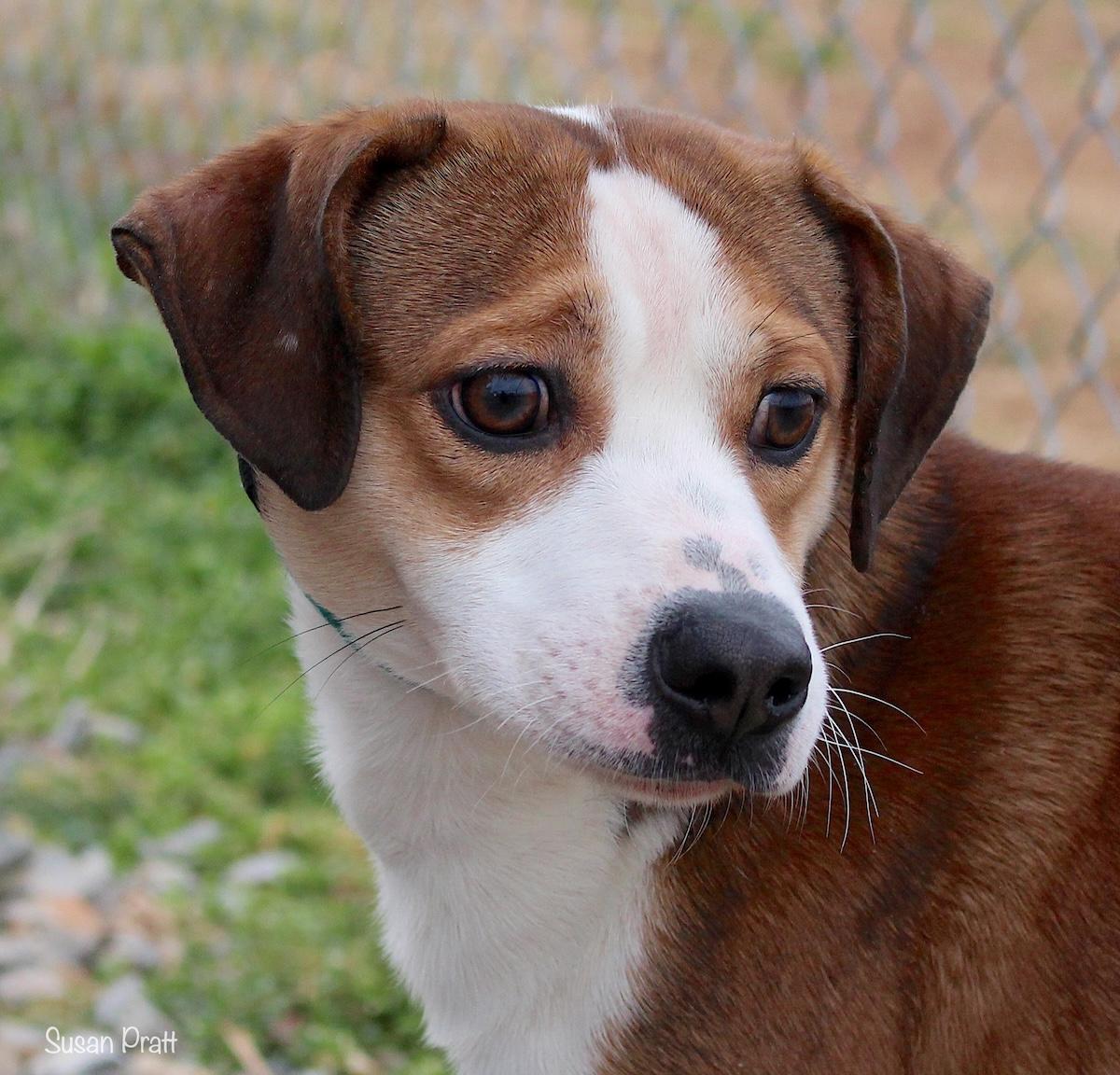 Bobo, an adopted mixed breed in Bedford, VA image 1/3